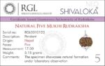 SHIVALOKA 5 Mukhi Rudraksha Original Certified Silver Plated Pendant | 15.00-18.00 mm size | Five Face Nepal Origin | - Image 3