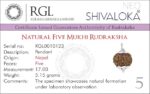 SHIVALOKA 5 Mukhi Rudraksha Mala 108 Beads With 5 Mukhi (Five Face) Rudraksha Pendant | Pure Silver | 15.00 mm Size | Nepal Origin | - Image 3