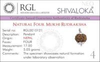 SHIVALOKA 4 Mukhi Rudraksha Original Certified Silver Plated Pendant | 15.00-18.00 mm size | Four Face Nepal Origin | Laboratory Report - Image 3