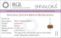 SHIVALOKA 11 Mukhi Rudraksha Original Certified Silver Pendant 15 mm size (Eleven Face) (with Laboratory Report). - Image 5