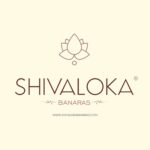 Shivaloka Natural Yellow Cowrie Shells Original | Set of 11 Pieces | PILI Kowdi | Ideal for Puja Offerings - Image 6