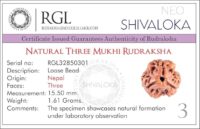 SHIVALOKA 3 Mukhi Rudraksha Original Certified Nepal Origin Brown Bead 15 mm Size (Three Face) (with Laboratory Report) - Image 4