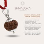 SHIVALOKA 9 Mukhi Rudraksha Original Certified Silver Pendant 15 mm size (Nine Face) (with Laboratory Report). - Image 3