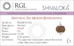SHIVALOKA 5 Mukhi Rudraksha Mala 108 Beads With 6 Mukhi (Six Face) Rudraksha Pendant | Pure Silver | 15.00 mm Size | Nepal Origin | - Image 3