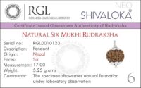 SHIVALOKA 6 Mukhi Rudraksha Original Certified Silver Plated Pendant | 15.00-18.00 mm size | Six Face Nepal Origin | Laboratory Report - Image 3