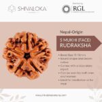 SHIVALOKA 5 Mukhi Rudraksha Original Certified | Nepal Origin | Brown Bead |16-18 mm Size | Five Face | (with Laboratory Report) - Image 3