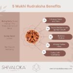 SHIVALOKA 5 Mukhi Rudraksha Original Certified | Nepal Origin | Brown Bead |16-18 mm Size | Five Face | (with Laboratory Report) - Image 4