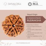 SHIVALOKA 6 Mukhi Rudraksha Original Certified Nepal Origin Brown Bead 15-18 mm Size (Six Face)  (with Laboratory Report). - Image 2
