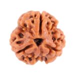 SHIVALOKA 3 Mukhi Rudraksha Original Certified Nepal Origin Brown Bead 15 mm Size (Three Face) (with Laboratory Report)