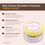 Shivaloka Natural Yellow Cowrie Shells Original | Set of 11 Pieces | PILI Kowdi | Ideal for Puja Offerings - Image 5