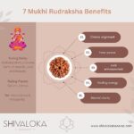 SHIVALOKA 7 Mukhi Rudraksha Original Certified Nepal Origin Brown Bead 15-18 mm Size (Seven Face) (with Laboratory Report). - Image 3