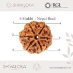 SHIVALOKA 6 Mukhi Rudraksha Original Certified Nepal Origin Brown Bead 15-18 mm Size (Six Face)  (with Laboratory Report). - Image 3