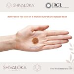 SHIVALOKA 6 Mukhi Rudraksha Original Certified Nepal Origin Brown Bead 15-18 mm Size (Six Face)  (with Laboratory Report). - Image 5