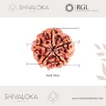 SHIVALOKA 5 Mukhi Rudraksha Original Certified | Nepal Origin | Brown Bead |16-18 mm Size | Five Face | (with Laboratory Report) - Image 2
