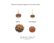 SHIVALOKA 11 Mukhi Rudraksha Original Certified Silver Pendant 15 mm size (Eleven Face) (with Laboratory Report). - Image 3