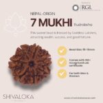 SHIVALOKA 7 Mukhi Rudraksha Original Certified Nepal Origin Brown Bead 15-18 mm Size (Seven Face) (with Laboratory Report). - Image 2