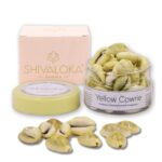 Shivaloka Natural Yellow Cowrie Shells Original | Set of 11 Pieces | PILI Kowdi | Ideal for Puja Offerings