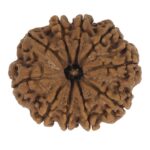 SHIVALOKA 10 Mukhi Rudraksha Original Certified | Nepal Origin Premium Bead (Ten Face) | (with Laboratory Report).