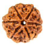 SHIVALOKA 6 Mukhi Rudraksha Original Certified Nepal Origin Brown Bead 15-18 mm Size (Six Face)  (with Laboratory Report).