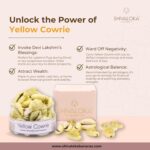 Shivaloka Natural Yellow Cowrie Shells Original | Set of 11 Pieces | PILI Kowdi | Ideal for Puja Offerings - Image 3