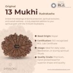 SHIVALOKA 13 Mukhi Rudraksha Original Certified | Nepal Origin Premium Bead (Thirteen Face) | (with Laboratory Report). - Image 2
