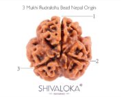 SHIVALOKA 3 Mukhi Rudraksha Original Certified Nepal Origin Brown Bead 15 mm Size (Three Face) (with Laboratory Report) - Image 3