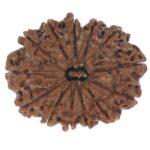 SHIVALOKA 13 Mukhi Rudraksha Original Certified | Nepal Origin Premium Bead (Thirteen Face) | (with Laboratory Report).